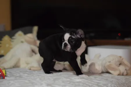 Boston Terrier - Villám ( Blitzen )