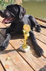 Cane Corso Italiano - Bella
