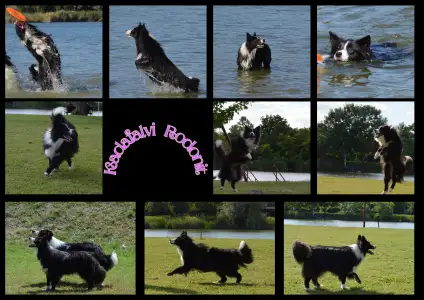 Border Collie - Rodonit