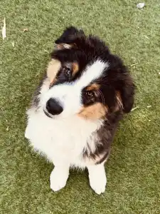 Australian Shepherd - Range Rover