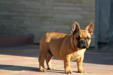 French Bulldog - Uriel