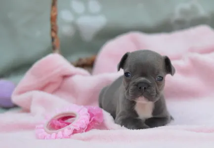 Французский бульдог - Monique