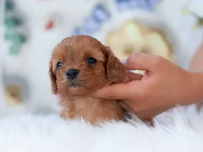 Cavapoo - Lady