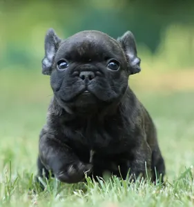 Francia bulldog - Thug Life Rocco
