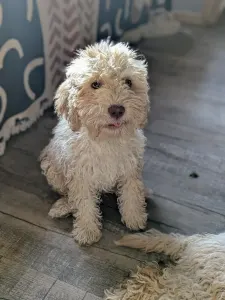 Lagotto Romagnolo - Ürömi Szarvasgombász Federico