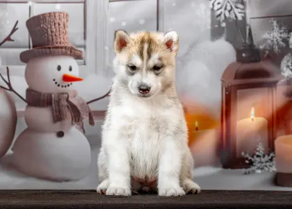 Husky siberian - Green