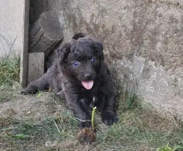 Mudi - Dzsúdó