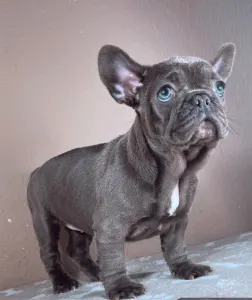 Francia bulldog - Ella