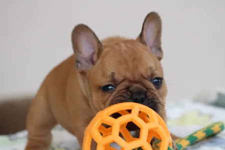 Französische Bulldogge - Ubie
