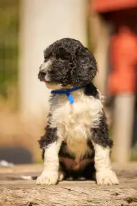 French Water Dog - Federico