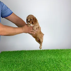 Cavalier King Charles Spaniel - Wimpie