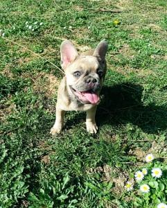 Französische Bulldogge - Betty