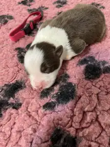 Border Collie - Bordó Nyakörv/ Barna Szuka