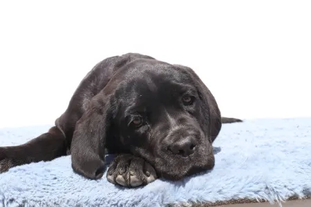 Cane Corso - Cora