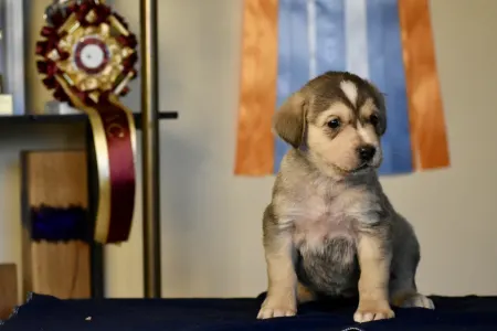 Central Asia Shepherd Dog - Alabay Putskov