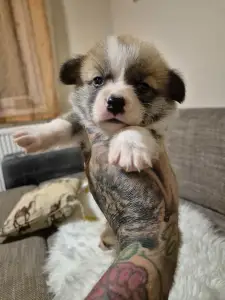 Welsh Corgi Pembroke - Olgi