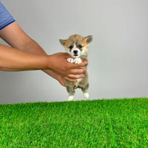 Welsh Corgi Pembroke - Paddi