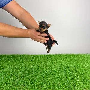 Yorkshire Terrier - Kleff