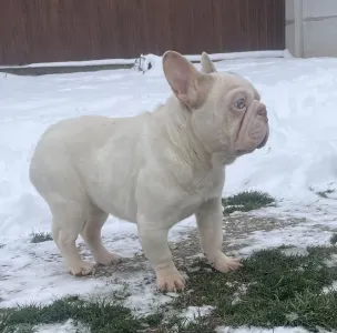 Francia bulldog - Dömpi 