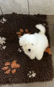 Coton de Tulear - Macaron