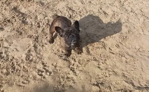 Bulldog francez - Ballószögi Barka Jessay