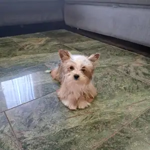 Biewer Terrier - Dexter