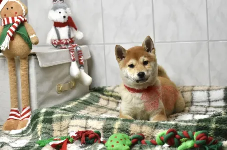 Shiba - Bravados Bara
