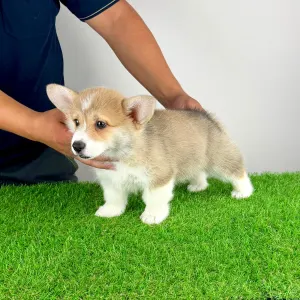 Corgi galez Pembroke - Cosima
