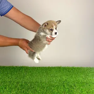 Welsh Corgi Pembroke - Zyrus