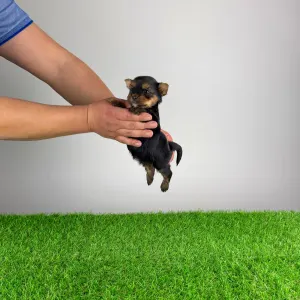 Yorkshire terrier - Riffraff