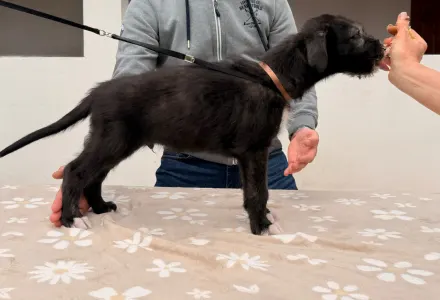 Irischer Wolfshund - Bruce