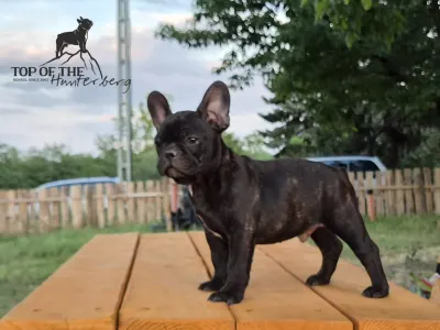 Francuski buldog - Ralf