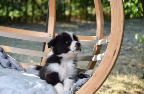 Border Collie - Dazzling Borders Artistic Mind 