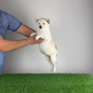 Shiba Inu - Mitsuaki
