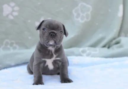 Francouzský buldoček - Magnus