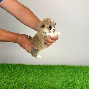Welsh Corgi Pembroke - Allegro