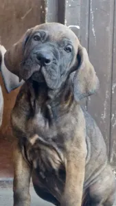 Fila Brasileiro - Jasmin, Joana, Jovana, Julieth