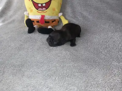 Francia bulldog - Miora Frenchie Russel