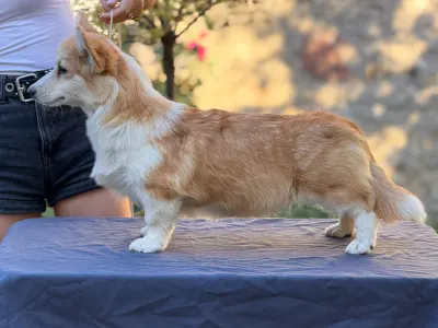 Pembroke Welsh Corgi - Amaya Queen Jewel Of Your Brilliand Diamond