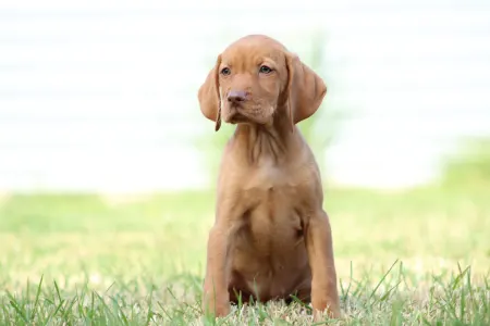 Rövidszőrű magyar vizsla - Ribizli