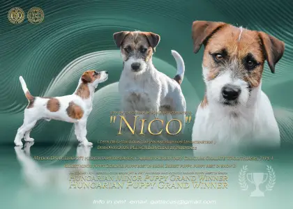 Jack russell terrier - Nico