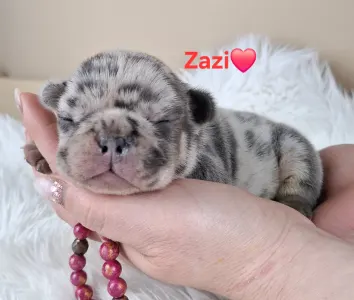 French Bulldog - Zazi