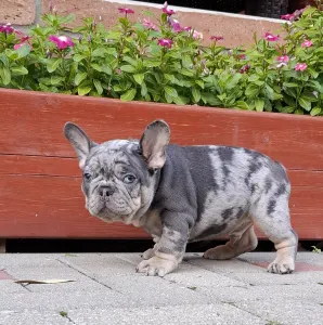 French Bulldog - Foster