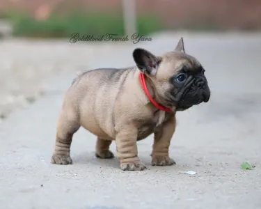 Francia bulldog - Yara