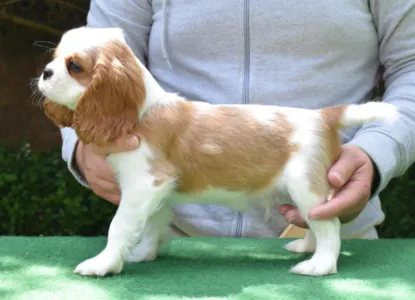 Cavalier King Čarles Španiel - Aaron