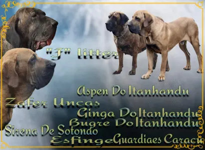 Brazilská fila - Jose, Joao, Joshua, Julio