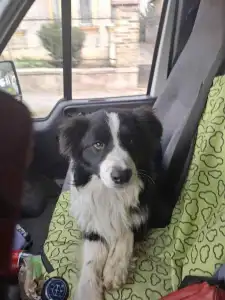 Border Collie - Ajax