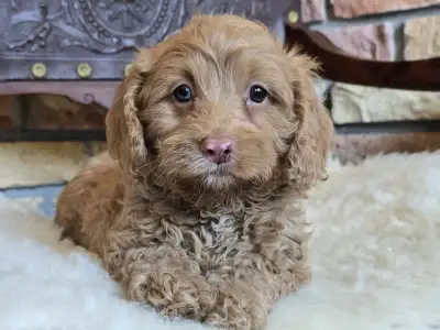 Cavapoo - Milky