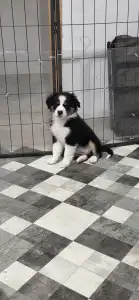 Miniatur amerikanischer Schäferhund - As Twilight Brings Sparkles Of Joy