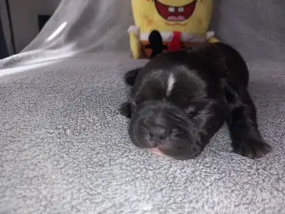 French Bulldog - Miora Frenchie Rambo